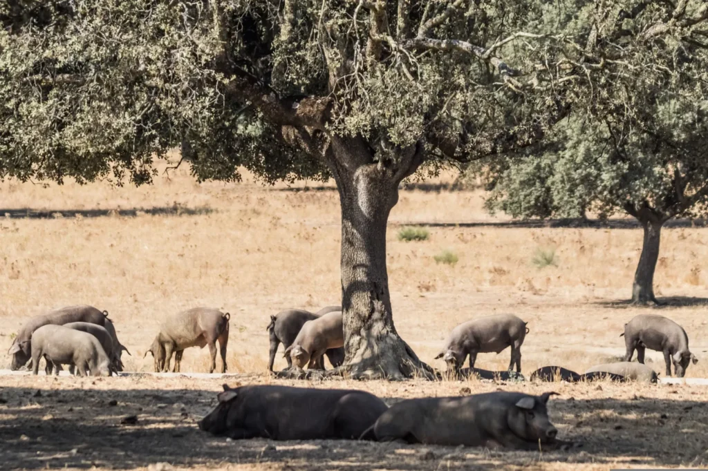 Cerdos ibéricos en la dehesa bajo una encina