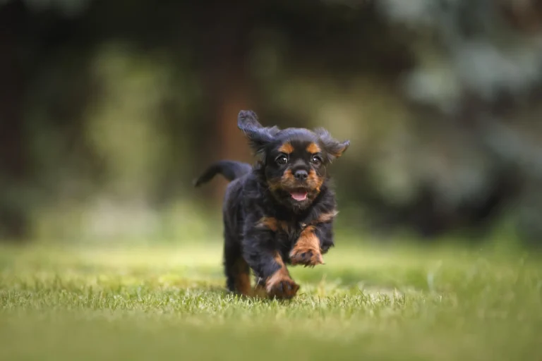 Cachorro corriendo por el césped