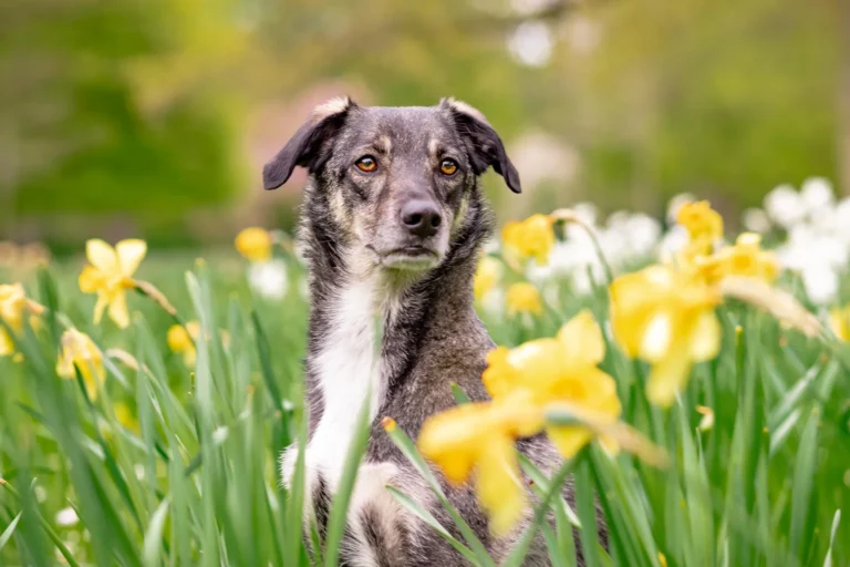 Perro mestizo entre flores amarillas