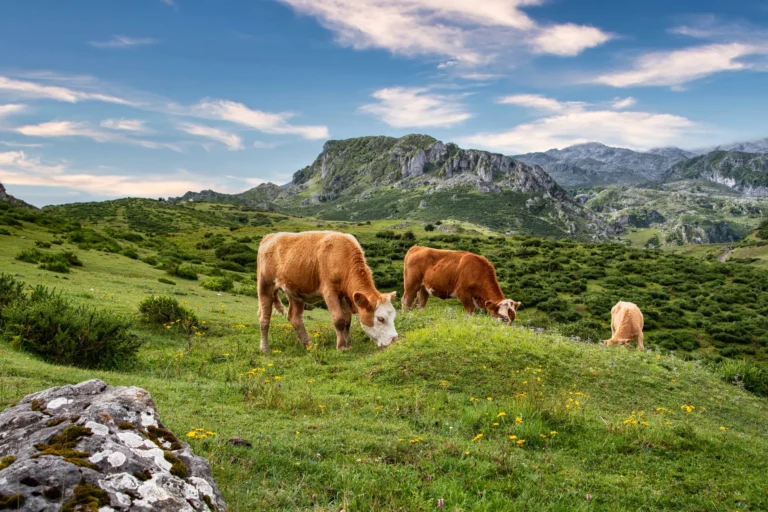 Vacas pastando en un prado de montaña