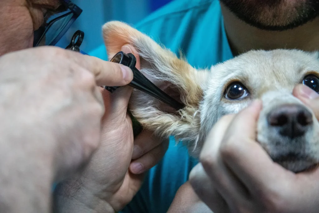 Veterinario revisando el oído de un perro